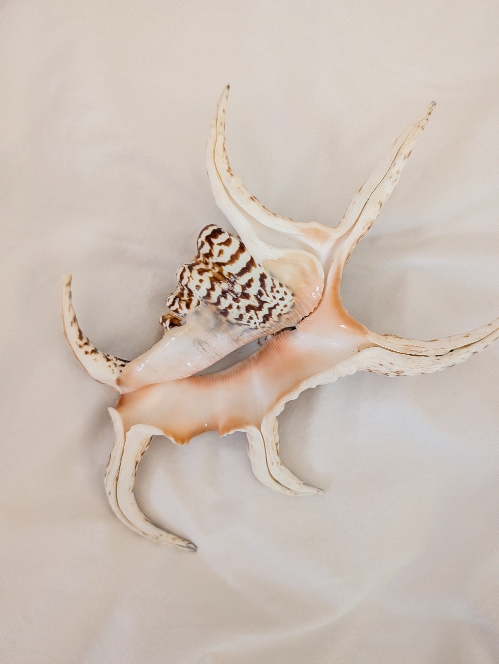 Spider Conch Shell - Picture 4 of 4